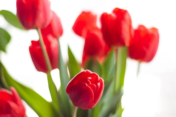 Close Buquê Florescente Tulipas Vermelhas Incríveis Vaso Com Luz Solar — Fotografia de Stock