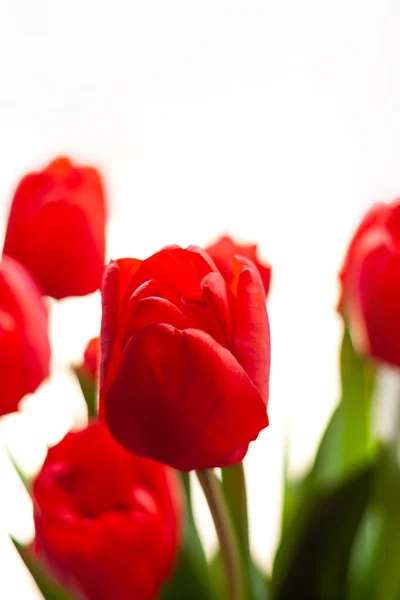 Zbliżenie Kwitnącego Bukietu Niesamowitych Czerwonych Tulipanów Wazonie Naturalnym Światłem Słonecznym — Zdjęcie stockowe