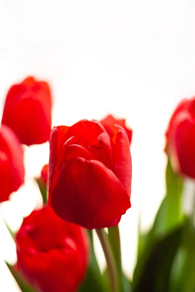 Close Buquê Florescente Tulipas Vermelhas Incríveis Vaso Com Luz Solar — Fotografia de Stock