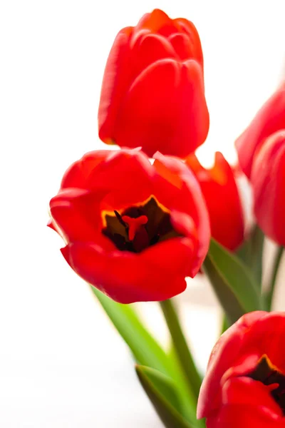 Close Blooming Bouquet Amazing Red Tulips Vase Natural Sunlight Window — стоковое фото