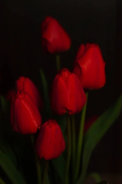 Close Amazing Blooming Red Tulips Black Background Dark Moody Low — Stock Photo, Image