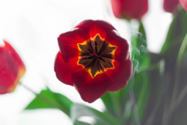 Czerwony Bukiet Tulipanów Jasnym Rozmytym Fioletowym Tle Kwitnący Różowy Kwiat — Zdjęcie stockowe