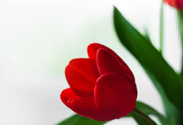 Букет Красных Тюльпанов Светлом Размытом Фиолетовом Фоне Цветущий Розовый Цветок — стоковое фото