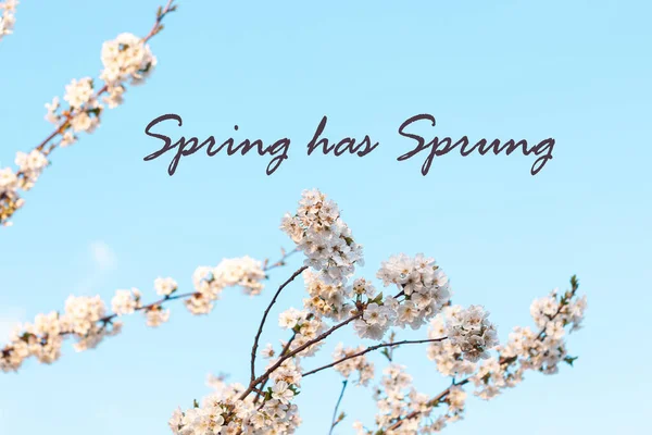 Wiosna Sprung Znak Tekstowy Modne Stylowe Kartki Kwiatem Wiśni Poziomy — Zdjęcie stockowe