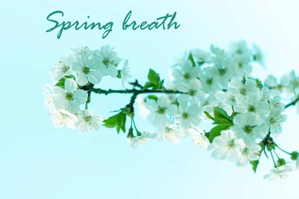 Frühling Atmen Textzeichen Trendy Stilvolle Grußkarte Mit Kirschblüte Horizontales Banner — Stockfoto
