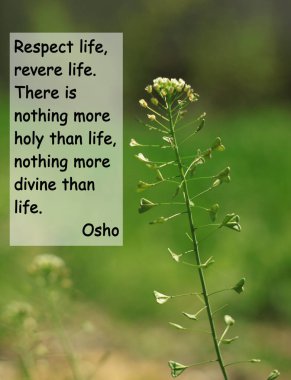 Bulanık doğa geçmişi ile ilgili barışçıl metin işaretleri hissetmek için Zen 'den alıntılar. Dua eden Budistler için ilham verici bir düşünce. Saygı, saygı. Hayattan daha kutsal ve hayattan daha kutsal bir şey yoktur. Osho