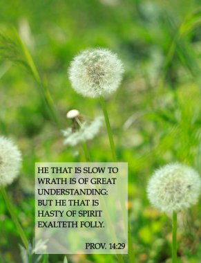 Karahindiba çiçeklerinin arka planında İncil 'den alıntılar. Hz. İsa 'nın inançları için kart metni. İlham duası. Gazaba yavaş gelen büyük bir anlayışla karşılanır..