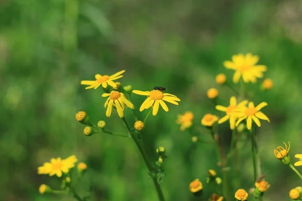新鮮な緑の芝生の上で野生の黄色の花がぼんやりボケ素晴らしい自然背景 静かな日当たりの良い植物マクロ壁紙を閉じます デスクトップ上の美しい明るい牧草地の花のスクリーンセーバー スペースのコピー — ストック写真