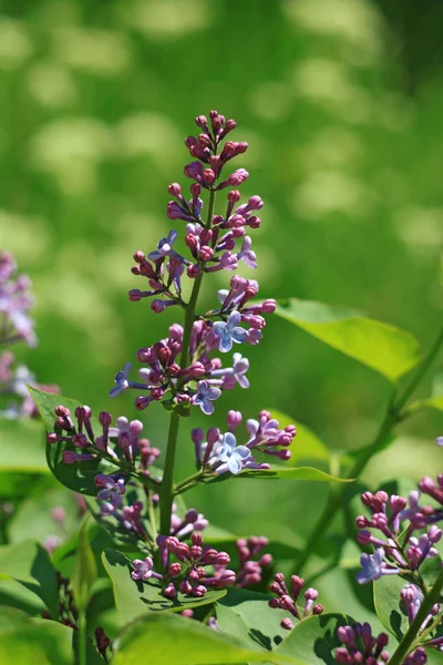 Úžasné Fialové Květy Šeříku Čerstvé Zelené Trávě Rozmazané Pozadí Bokeh — Stock fotografie