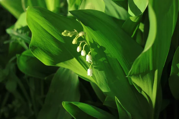 Lys Florissants Étonnants Vallée Avec Des Feuilles Vertes Dark Moody — Photo