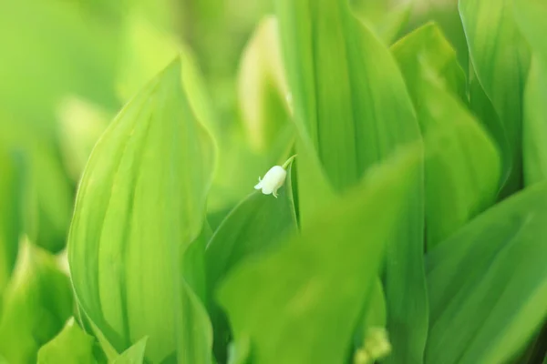 緑の葉で1つの可憐なユリの花を咲かせます 谷のミニマリストスタイルの背景バナーの暗いムーディー低キーユリ 愛グリーティングカード母の女性のバレンタインデーのコピースペース — ストック写真