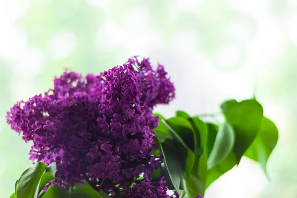 新鮮な緑色の葉を持つ紫色のライラックの花は 選択的な焦点でぼんやりとしたボケの背景にあります カラフルな春の夏の背景 衣装の色 自然の美しさのバナーコピースペース グリーティングカードモックアップ — ストック写真
