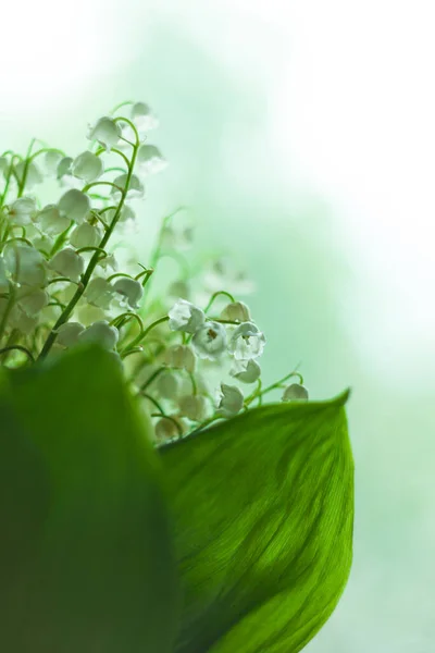 谷と緑の葉の素晴らしい開花ユリ ブルーボケライト高いキー花の背景選択的フォーカス 愛グリーティングカードコピースペースバナー母のバレンタインデーの壁紙 — ストック写真