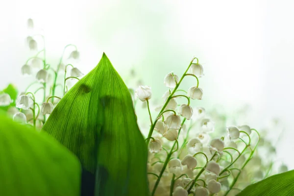 Amazing blooming lilies of the valley and green leaves. Blurred bokeh lights high key flowers background selective focus.Love greeting card copy space banner.Mother's Women's Valentine's day wallpaper