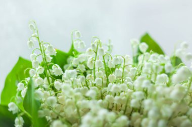 İnanılmaz çiçek açan vadi zambakları ve yeşil yapraklar. Bulanık bokeh çiçekleri arka planda seçici bir odak ile aydınlatır. Tebrik kartı fotokopisini çekmeyi severim. Anneler Günü Kadınlar Günü duvar kâğıdı.