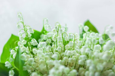 İnanılmaz çiçek açan vadi zambakları ve yeşil yapraklar. Bulanık bokeh çiçekleri arka planda seçici bir odak ile aydınlatır. Tebrik kartı fotokopisini çekmeyi severim. Anneler Günü Kadınlar Günü duvar kâğıdı.