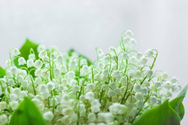 İnanılmaz çiçek açan vadi zambakları ve yeşil yapraklar. Bulanık bokeh çiçekleri arka planda seçici bir odak ile aydınlatır. Tebrik kartı fotokopisini çekmeyi severim. Anneler Günü Kadınlar Günü duvar kâğıdı.