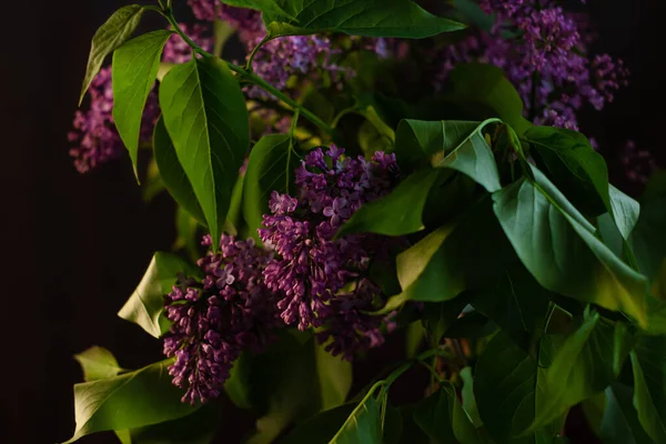 Fialové Květy Lilac Čerstvými Zelenými Listy Černém Pozadí Selektivním Ostřením — Stock fotografie
