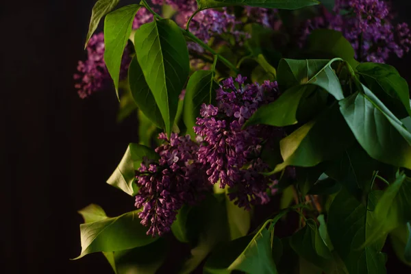 新鮮な緑色の葉を持つ紫色のライラックの花は 選択的な焦点を当てて黒の背景にあります 暗いと機嫌の良い春の夏の背景 低キーカラー 自然バナーコピースペースをコストします グリーティングカードモックアップ — ストック写真