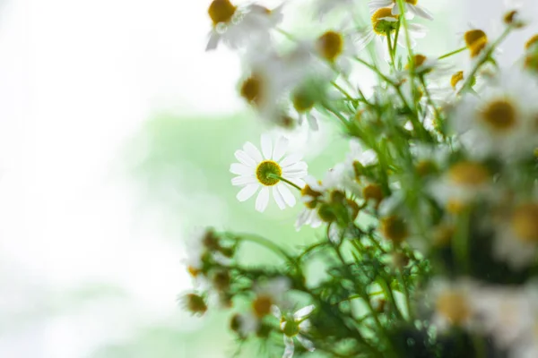 明るい背景選択的な焦点にリボン弓で新鮮なカモミールの花束を開花させます 美しいカモミールの花緑の葉 バレンタインの母の日の挨拶カードコピースペーステキスト記号 — ストック写真