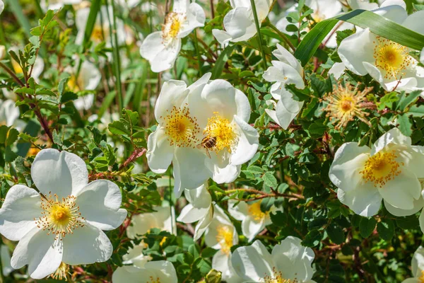 White Rosehip Flowers Bush Sunny Day Grass Background Wild Dogrose — Stock Photo, Image