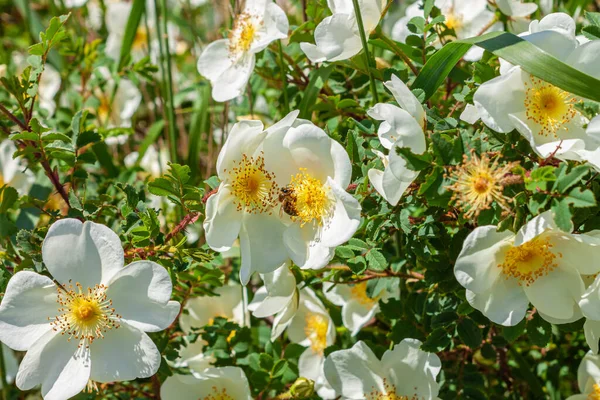 White Rosehip Flowers Bush Sunny Day Grass Background Wild Dogrose — Stock Photo, Image