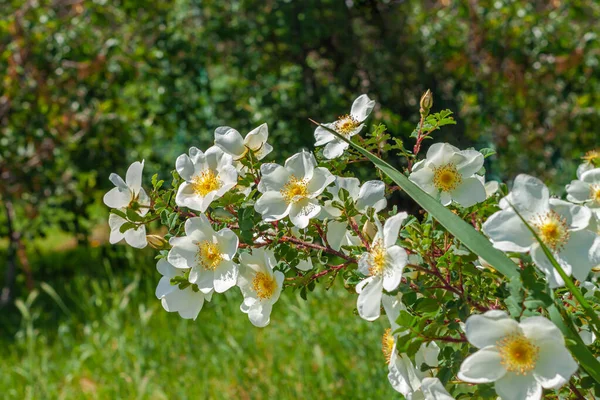 Flores Rosa Mosqueta Blanca Arbusto Día Soleado Con Fondo Hierba — Foto de Stock