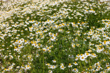 Uçan arılarla taze papatyalar açıyor. Yeşil yapraklı güzel papatya çiçekleri. Sevgililer Günü 'nde Anneler Günü tebrik kartı, içinde fotokopi yazısı olan duvar kağıdı..