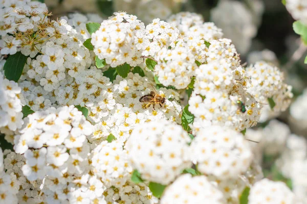 花粉を集めた白いスパイレーア アルバの花に蜂 ナローリーフの草原甘い開花茂み 淡いブリードヨモギや茎の花 春の自然 Alliphonewallpapers Net — ストック写真
