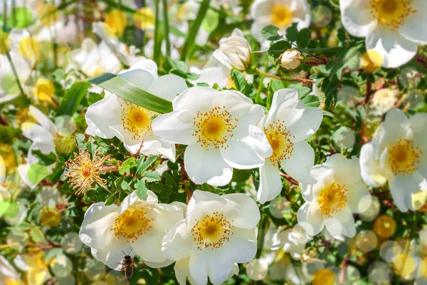 White Rosehip Flowers Bush Sunny Day Blurred Bokeh Background Wild — Stock Photo, Image