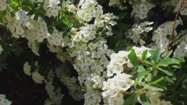Güzel beyaz Spiraea alba çiçekleri üzerindeki arı polen HD topluyor. Dar yapraklı çayır çiçeği açan çalılar, soluk gelincik otu, boru çiçeği. Bal üretimi. İlkbahar çiçekli doğa ekran koruyucu.