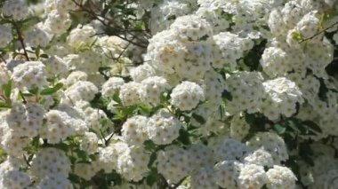 Güzel beyaz Spiraea alba çiçekleri üzerindeki arı polen HD topluyor. Dar yapraklı çayır çiçeği açan çalılar, soluk gelincik otu, boru çiçeği. Bal üretimi. İlkbahar çiçekli doğa ekran koruyucu.