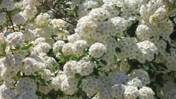 Abeille sur de belles fleurs blanches Spiraea alba collecte pollen HD. Arbustes à fleurs de prairie Narrowleaf, bruyère pâle, fleur de pipestem. Production de miel. Printemps été floral nature économiseur d'écran .