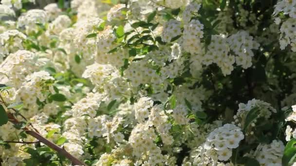 Ape Bellissimi Fiori Bianchi Spiraea Alba Raccolta Polline Meadowsweet Narrowleaf — Video Stock