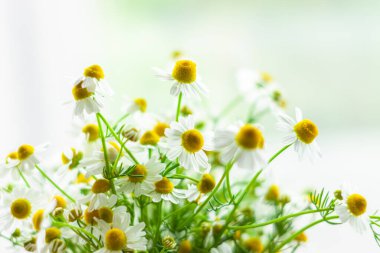 Açık arka planda seçici odaklı kurdeleli taze papatya buketi. Güzel papatya çiçekleri yeşil yapraklar. Sevgililer Günü Anneler Günü tebrik kartında fotokopi alanı işareti var.