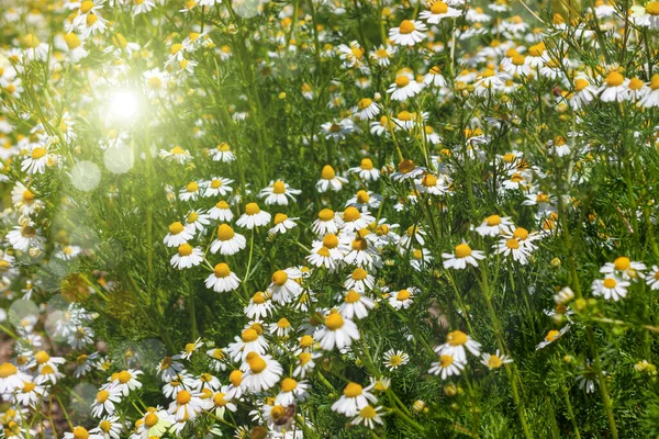 Kwitnie Świeża Łąka Rumianku Latającymi Pszczołami Piękne Kwiaty Rumianku Zielonymi — Zdjęcie stockowe