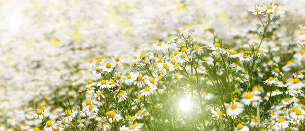 Blooming fresh camomiles meadow website header banner. Chamomile flowers with green leaves and with flying bees. Summer holidays greeting card, vacations wallpaper with copy space for text sign.