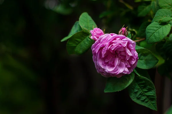 Rosa Rosa Fiore Con Foglie Verdi Sfondo Nero Con Messa — Foto Stock