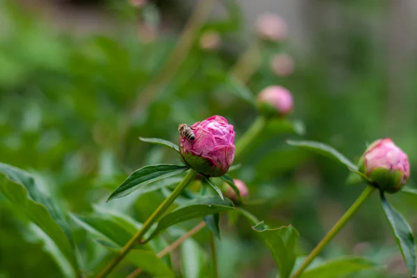 Pink Peony Flower Bee Green Leaves Background Peonies Garden Fresh — Stock Photo, Image