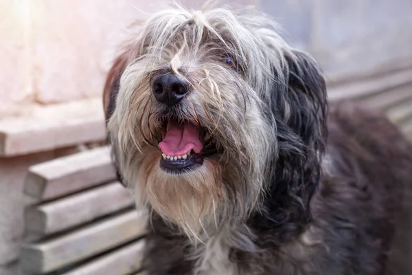 Cão pastor inglês, ano d, sentado