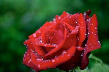 Yağmurdan sonra bahçenin yeşil zemininde parlak kırmızı bir gül, büyük bir çiçek..