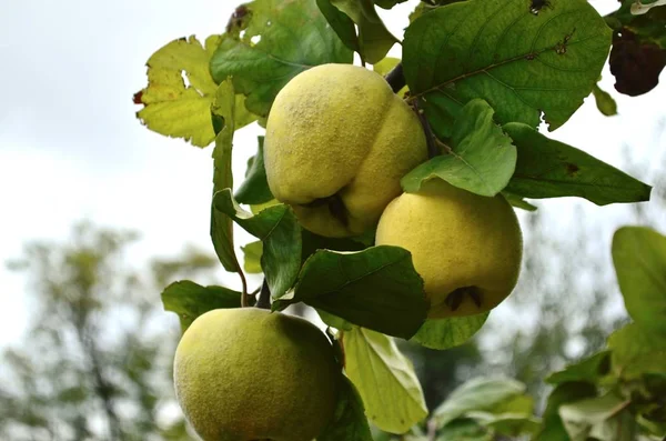 Quince on a tree branch grows among the leaves in the garden. — Stock Photo, Image