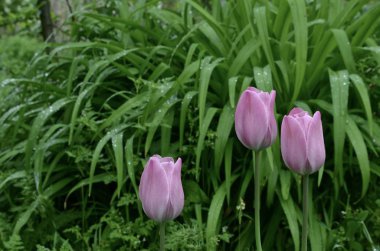 Three pink tulips growing in thick green tall grass.