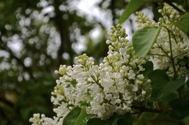A fragment of a white lilac bush slide in the bottom right corner of the frame against the background of the garden.