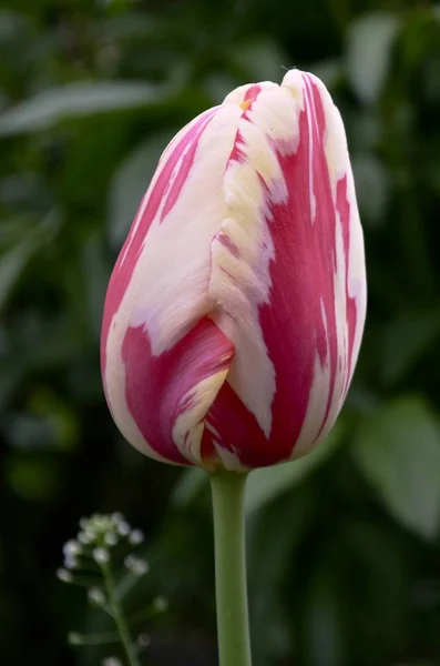 White red two colored tulip bud top against the background of the garden. — Stock Photo, Image