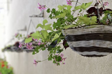  A row of flower baskets hangs on the wall a long above the lower decorative plants, along a horizontal arrangement.