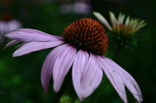 Kwiat echinacea jest pochyłym kwiatem magenty po przekątnej po deszczu w ogrodzie. — Zdjęcie stockowe