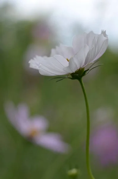 Uma luz solitária flor de prado malva abriu em grande parte as pétalas em um fundo verde embaçado . — Fotografia de Stock