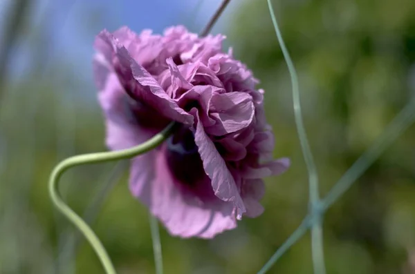 Květ ozdobného purpurového máku na zakřiveném stonku je mírně vychýlený, dramaticky rozmazaný, boční pohled. — Stock fotografie