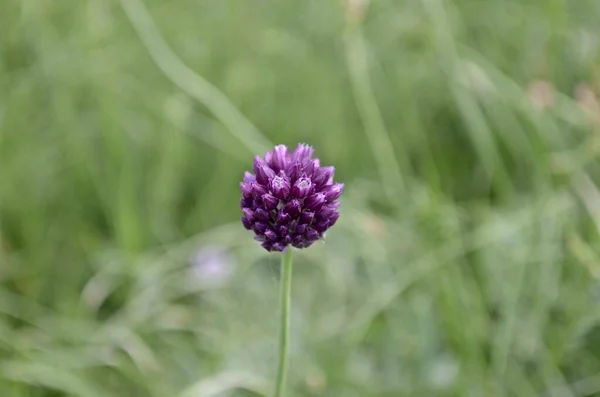 Uma flor de cebola selvagem na estepe na parte da tarde contra o fundo da grama . — Fotografia de Stock